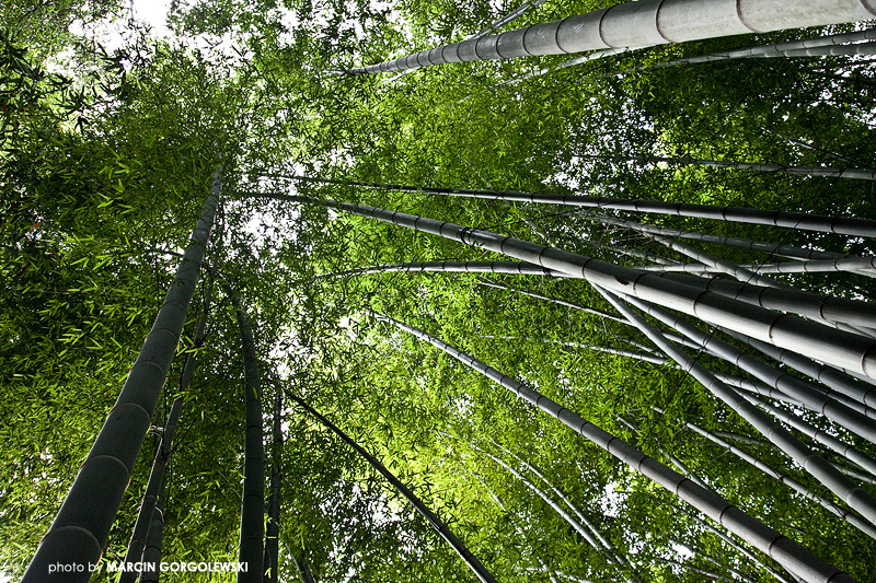 hokokuji,forest,bamboo