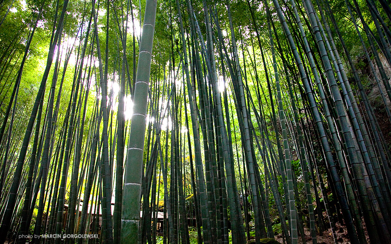 hokokuji,bambusowy las