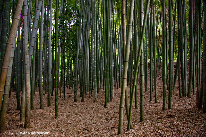 hokokuji,japonia,przyroda