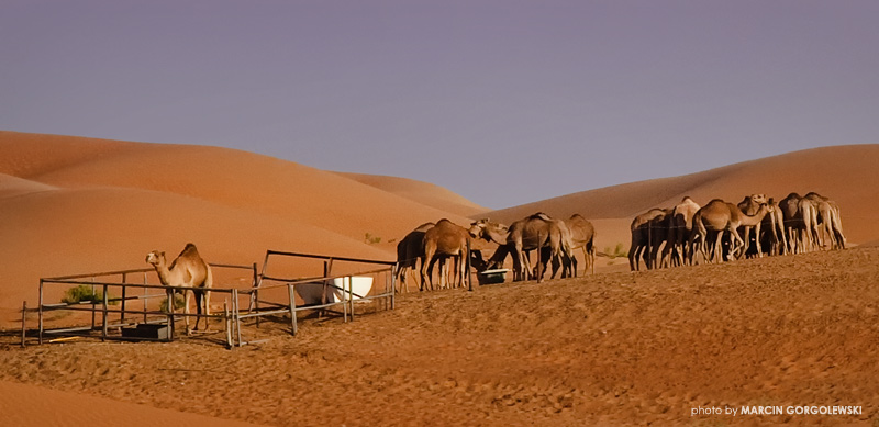 desert,camel,dromader