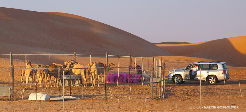 land cruiser, dromaders, deserti